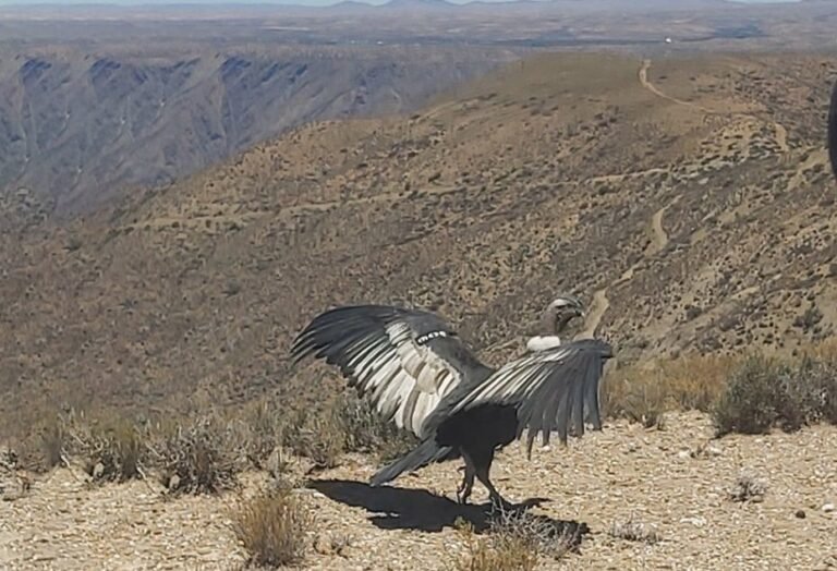 Rehabilitan a cóndor andino “Pampa Grande” y vuelve a Tupiza