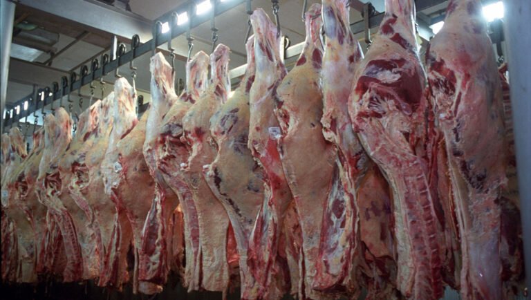 Egipto nuevo mercado para la carne boliviana de exportación
