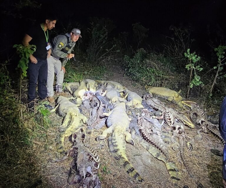 Hallan 41 caimanes desollados en laguna de Casarabe, Beni