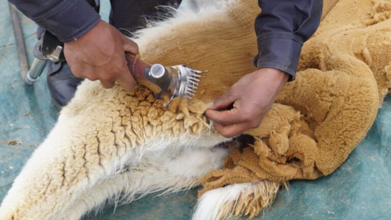 Iniciaron en Apolobamba temporada de esquila de vicuña