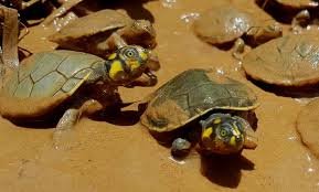 Liberan más de 30 mil tortugas en su hábitat en Beni