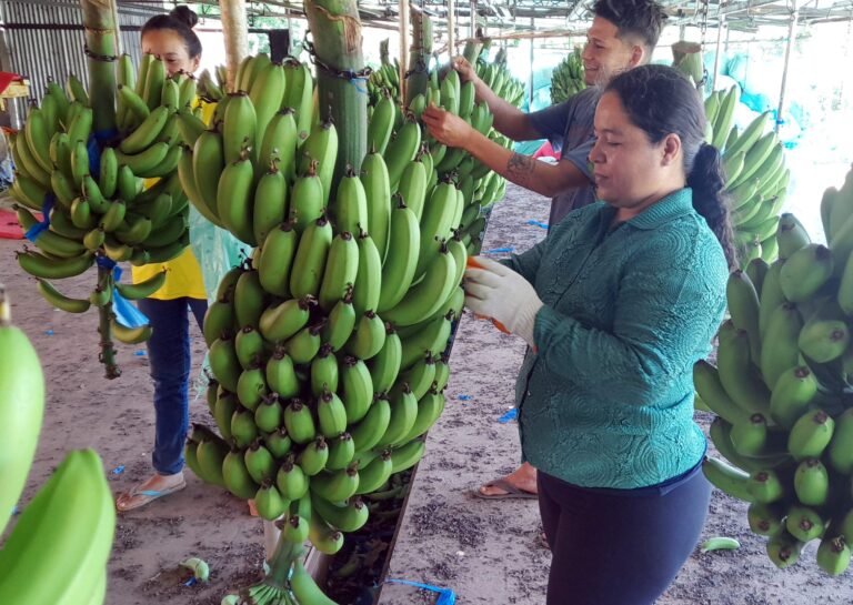 Bananeros pierden mercado argentino tras 53 días de bloqueos