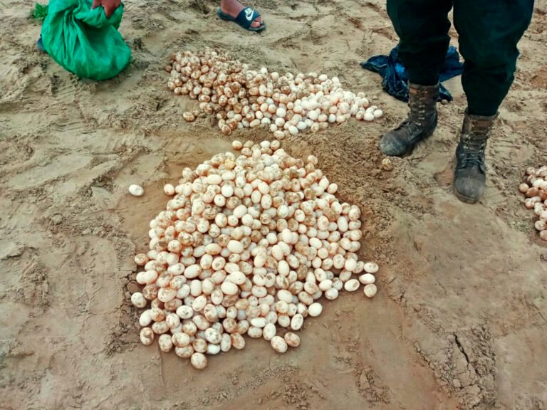 Sernap frena el tráfico de huevos de peta