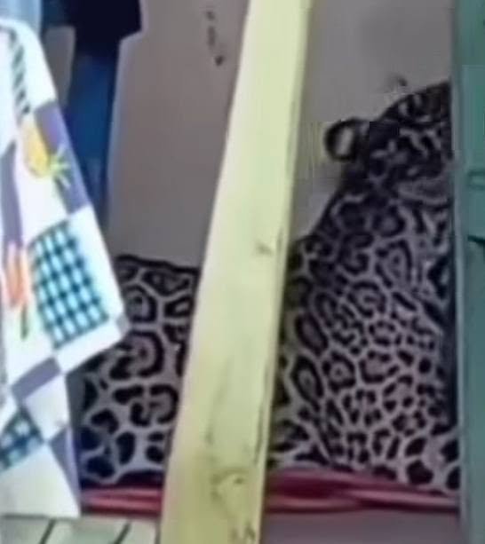 Fiscalía ordena detención preventiva para quien mató y mutiló a un jaguar en Guayaramerín