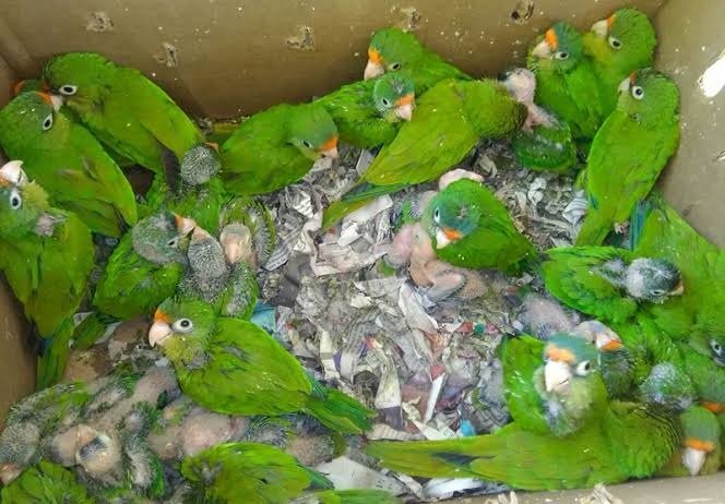 Rescatan a 59 pericos de venta ilegal